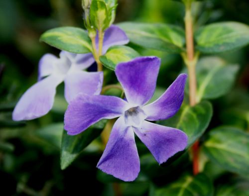 Dainty Purple Flower