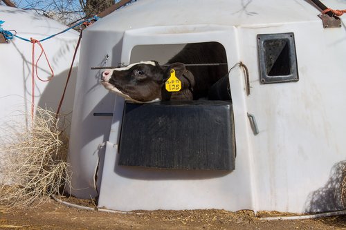 dairy  calf  animal rights