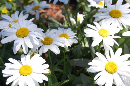 daises  flowers  spring