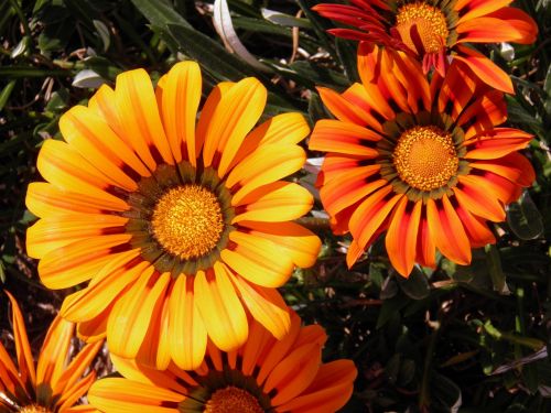 daisies flower orange