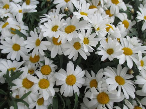 daisies flowers blossom