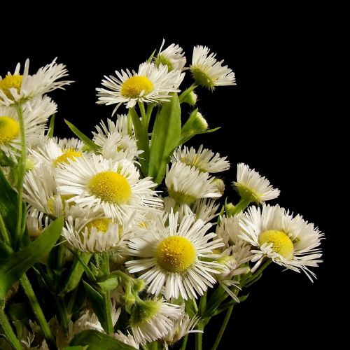 daisies flowers nature