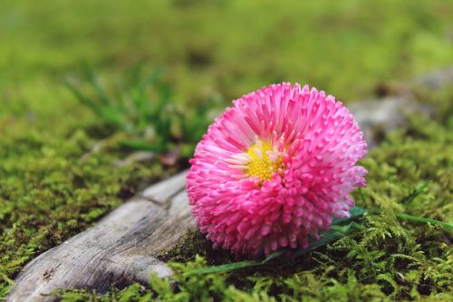 daisies flower blossom