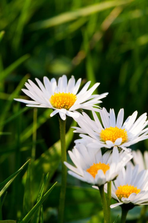 Daisies