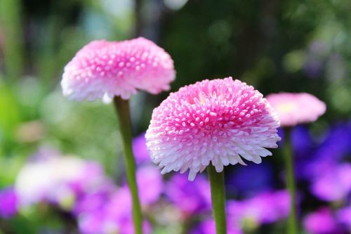 daisies flower blossom