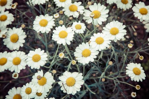 daisies daisy flower