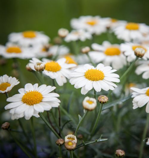 daisies filtered daisy