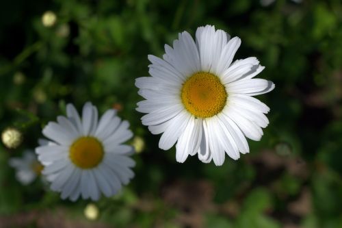 daisies white flakes flower