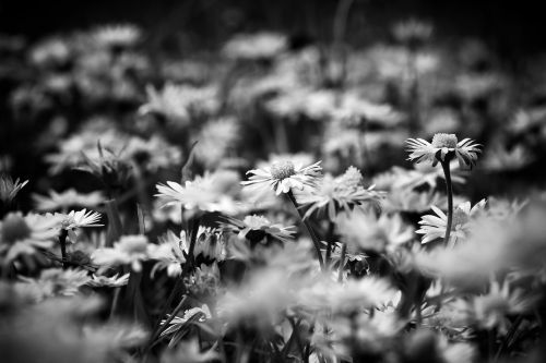 daisies dandelion white