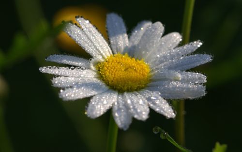 daisies leucanthemum maximum flowers