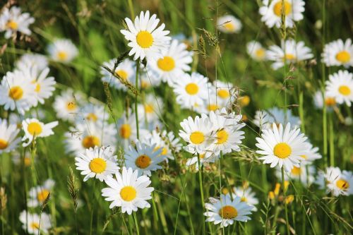 daisies meadow white