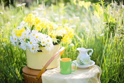 daisies summer flowers