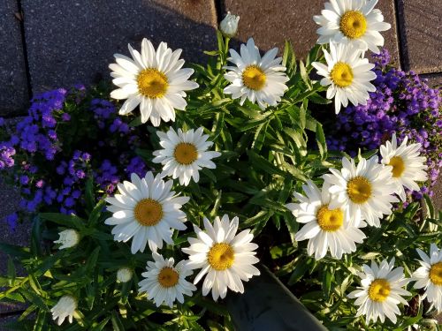 daisies flowers floral