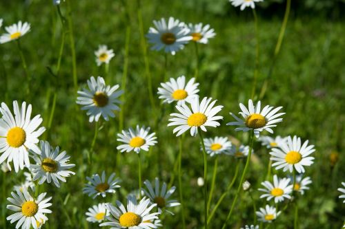 daisies pointed-marguerites wildflowers