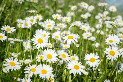 daisies pointed-marguerites wildflowers