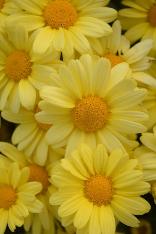 daisies yellow summer flowers
