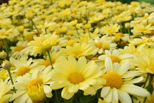 daisies yellow yellow daisies