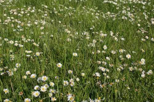 daisies meadow summer