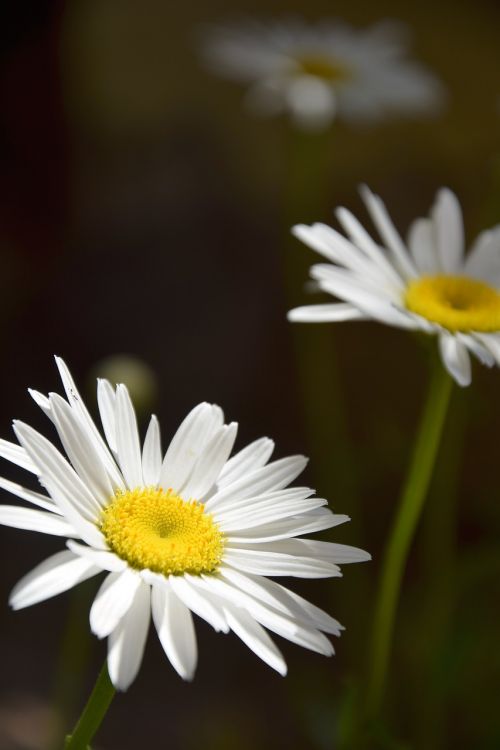 daisies margaret white daisy