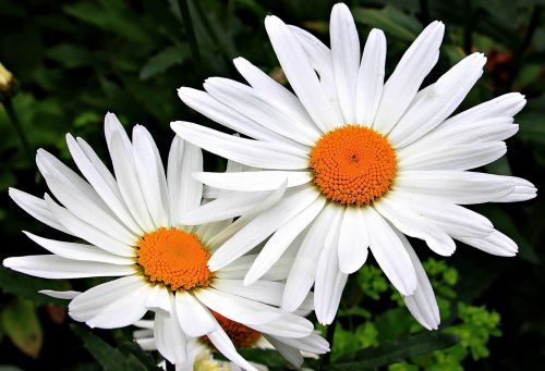 daisies white yellow