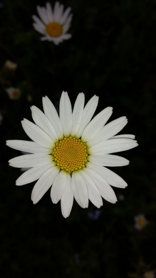 daisies flower nature