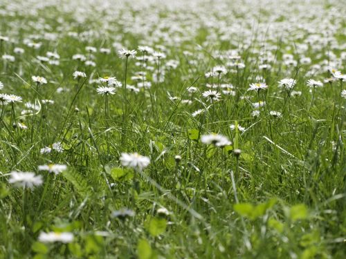 daisies meadow nature