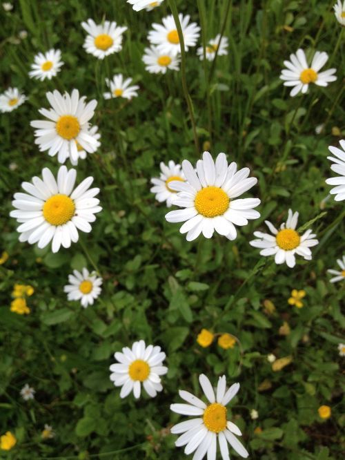 daisies meadow summer