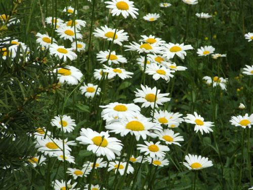 daisies meadow floral