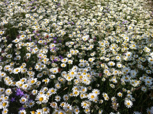 daisies meadow summer