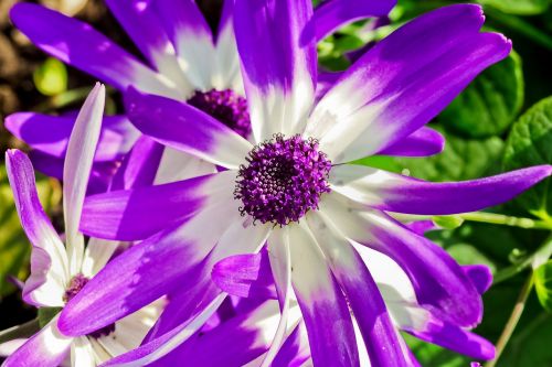 daisies flower plant