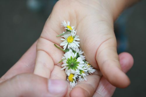 daisies spring the child's hand