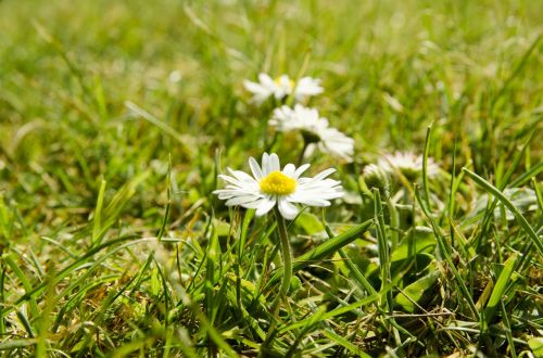 daisies grass summer