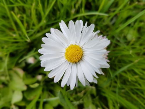 daisies spring flowers