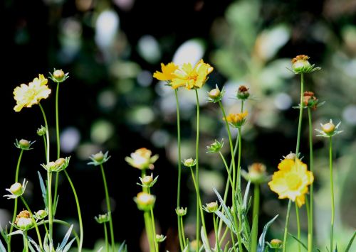 daisies yellow stems