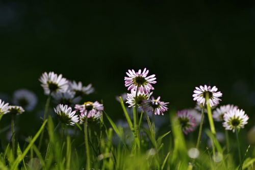 daisies grass meadow