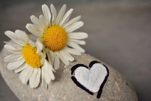 daisies stone heart