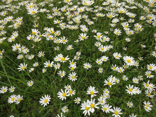 daisies white flower wild flower