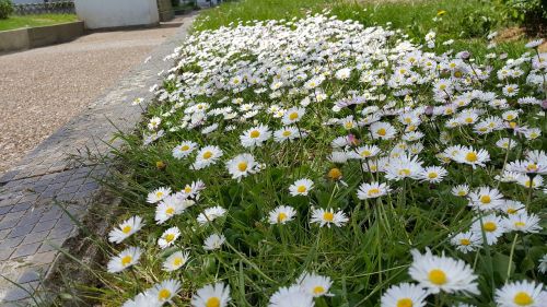 daisies border spring