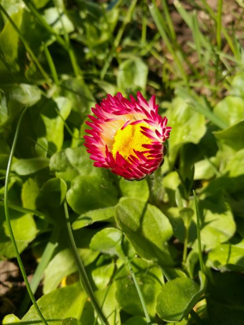 daisies pink flowers yellow center