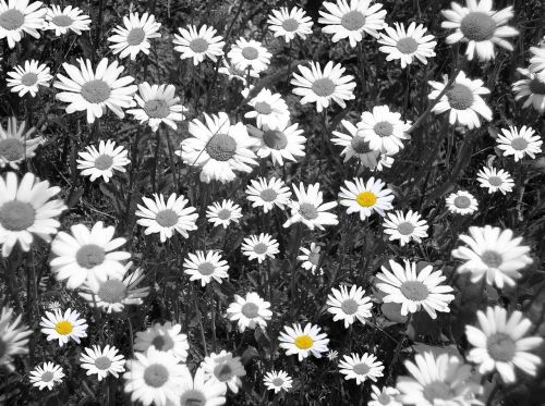 daisies flower meadow black and white