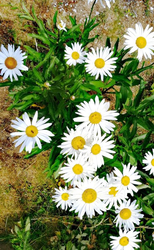 daisies flowers white