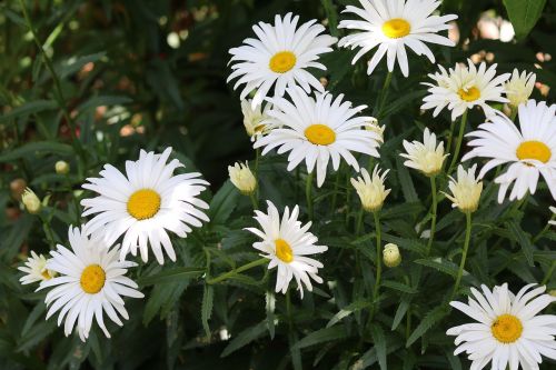 daisies flowers white