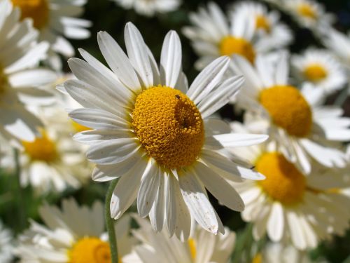 daisies flowers white