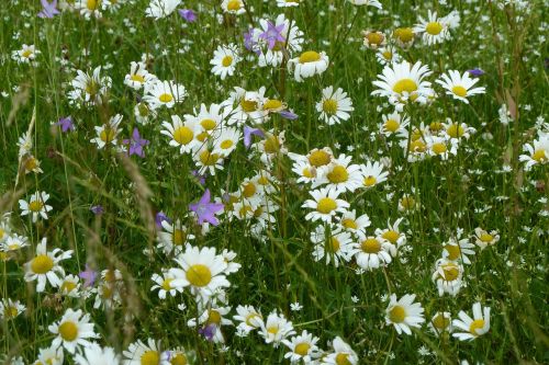 daisies summer white