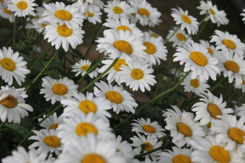 daisies daisy flower