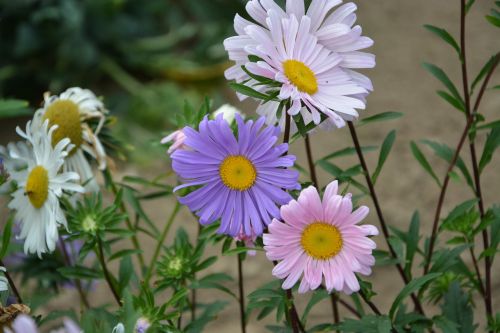 daisies pink white