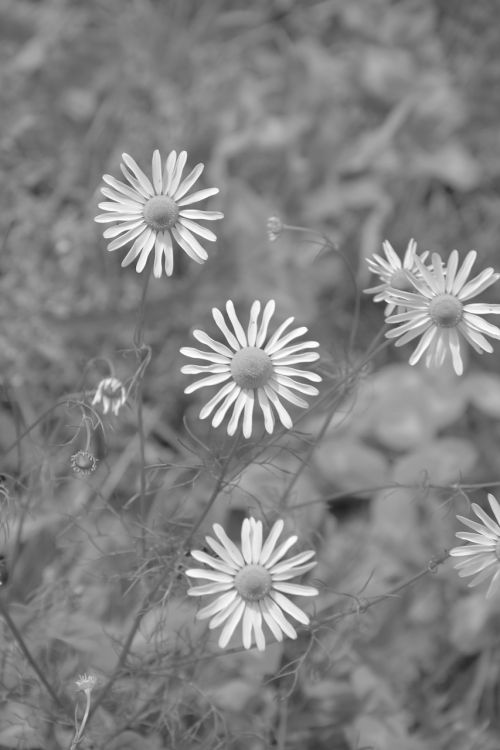 daisies photo black white pre