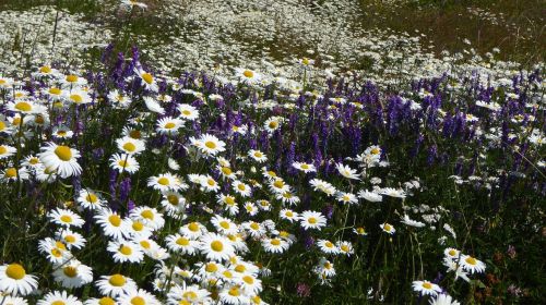 daisies field flowers