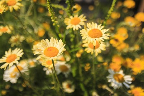 daisies blossom bloom