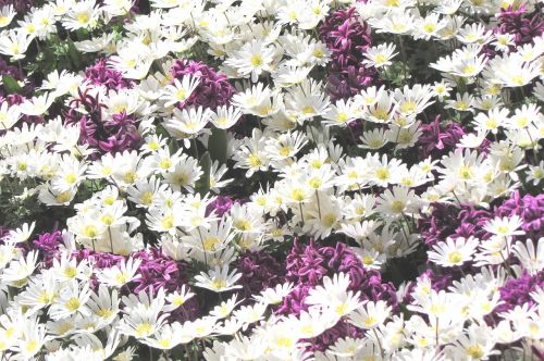 daisies margriet flower